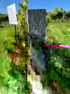 Posts are repurposed Greenheart for a vineyard on south coast